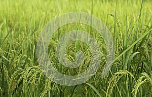 Glutinous rice farm