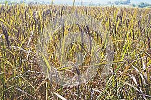 Glutinous rice growth in field