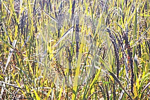 Glutinous rice growth in field