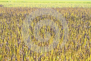 Glutinous rice growth in field