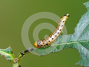 The glutton a caterpillar.