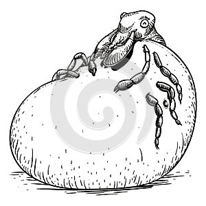 Gluttonous Tick, Stuffed with Blood, Vector Illustration