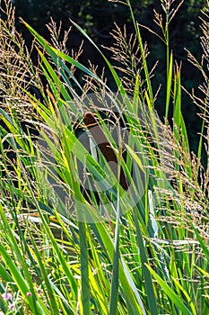 Glyceria maxima, commonly known as great manna grass, reed mannagrass, reed sweet-grass, and greater sweet-grass is rhizomatous photo