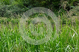 Glyceria maxima, commonly known as great manna grass, reed mannagrass, reed sweet-grass, and greater sweet-grass is rhizomatous photo