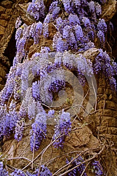 Glycine