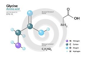 Glycine. Gly C2H5NO2. Î±-Amino Acid. Structural Chemical Formula and Molecule 3d Model. Atoms with Color Coding. Vector
