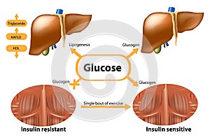 Glycogen in liver and muscle