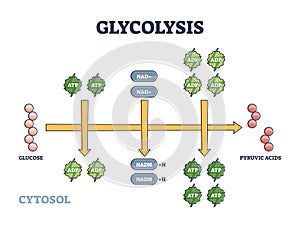 Glycolysis as metabolic pathway for glucose convertion outline diagram