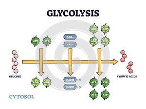 Glycolysis as metabolic pathway for glucose convertion outline diagram photo