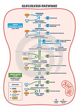 Glycolysis pathway visualized as a brief flow from glucose to ...