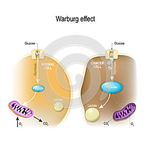 Glycolysis. Warburg effect