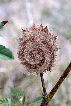 Glycyrrhiza echinata, Fabaceae.