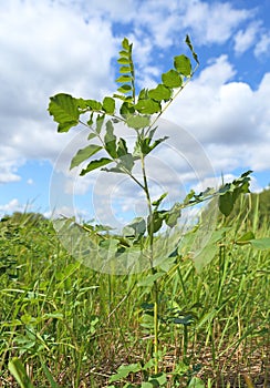 Glycyrrhiza. A herb against the sky photo