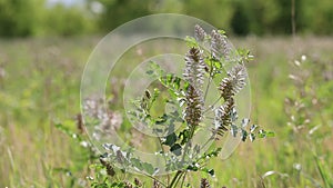 Glycyrrhiza uralensis. Ural licorice on a summer day in the Kulunda steppe