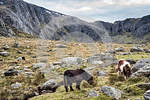 Glyderau  Wild Ponies