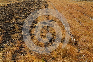 Glyphosate herbicide sprayed on gras