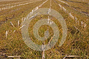 Glyphosate herbicide sprayed on grass