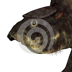 Glytodont Mammal Head