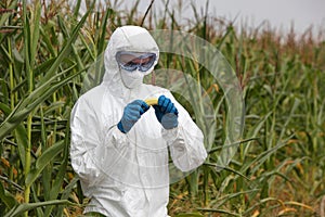 GMO - biotechnology engineer examining corn cob on