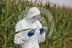 GMO - biotechnology engineer examining corn cob on