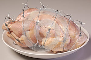 GMO chicken on a white plate