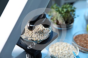GMO concept. Petri dish with wheat grains under microscope on table in laboratory, closeup