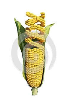 GMO corn photo