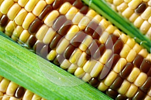 Gmo corn