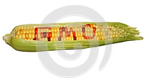 Gmo corn isolated