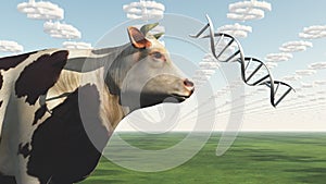 GMO Cow