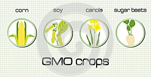 GMO crops