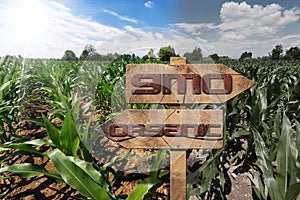 GMO and Organic Sign on a Corn Field