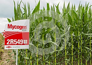 GMO Planted USA Corn