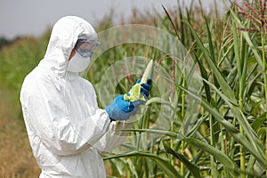 GMO,profesional in uniform examining corn cob