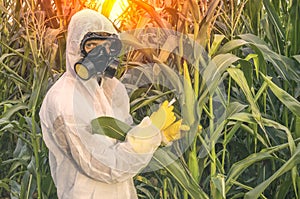 GMO scientist in coveralls genetically modifying corn maize
