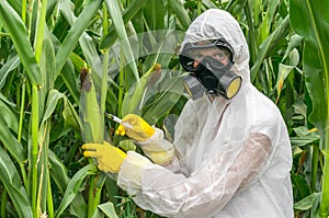 GMO scientist in coveralls genetically modifying corn maize