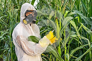 GMO scientist in coveralls genetically modifying corn maize