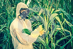 GMO scientist in coveralls genetically modifying corn maize