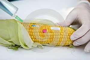 GMO test on corn