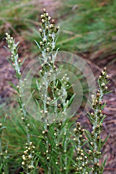 Gnaphalium sylvaticum - Wild plant shot in the summer.