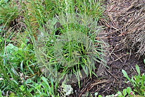 Gnaphalium sylvaticum - Wild plant shot in the summer.
