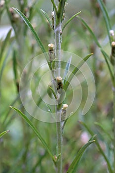 Gnaphalium sylvaticum - Wild plant shot in the summer.