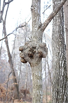 A gnarl or knot in wood looks like nodule