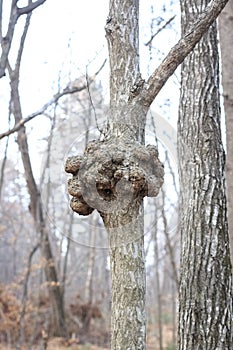 A gnarl or knot in wood looks like nodule photo