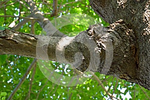Gnarl on tree_2