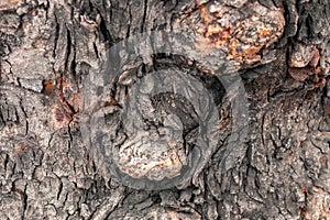 Gnarl tree closed up to creative texture and pattern for design