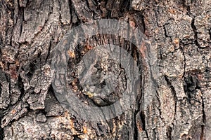 Gnarl tree closed up to creative texture and pattern for design