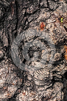 Gnarl tree closed up to creative texture and pattern for design