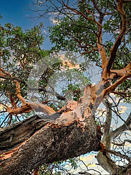 Gnarled Arbutus Tree