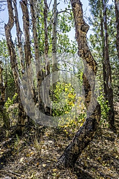 Gnarled Aspens, Lassen National Park